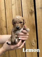 Cherry , a female Goldendoodle for sale in Ogden, UT – 6 of 8