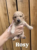 Cherry , a female Goldendoodle for sale in Ogden, UT – 8 of 8