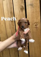 Cherry , a female Goldendoodle for sale in Ogden, UT – 5 of 8
