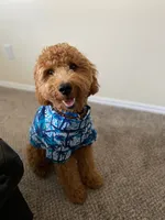 Cherry , a female Goldendoodle for sale in Ogden, UT – 2 of 8