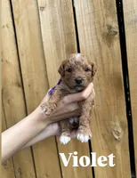 Cherry , a female Goldendoodle for sale in Ogden, UT – 4 of 8