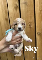 Cherry , a female Goldendoodle for sale in Ogden, UT – 7 of 8