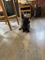 Ava, a male Cairn Terrier for sale in Norman, AR – 7 of 7