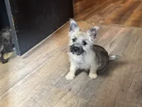 Ava, a female Cairn Terrier for sale in Norman, AR – 5 of 7