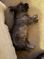 Ava, a male Cairn Terrier for sale in Norman, AR – 6 of 7