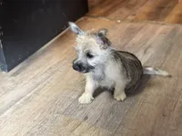Ava, a female Cairn Terrier for sale in Norman, AR – 2 of 7