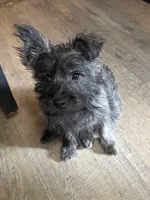 Ava, a male Cairn Terrier for sale in Norman, AR – 3 of 7