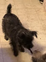 Ava, a male Cairn Terrier for sale in Norman, AR – 2 of 7