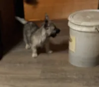 Ava, a female Cairn Terrier for sale in Norman, AR – 3 of 7