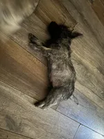 Crewson, a male Cairn Terrier for sale in Norman, AR – 8 of 8