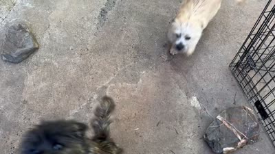 Lance, a male Cairn Terrier for sale in Norman, AR – 3 of 9
