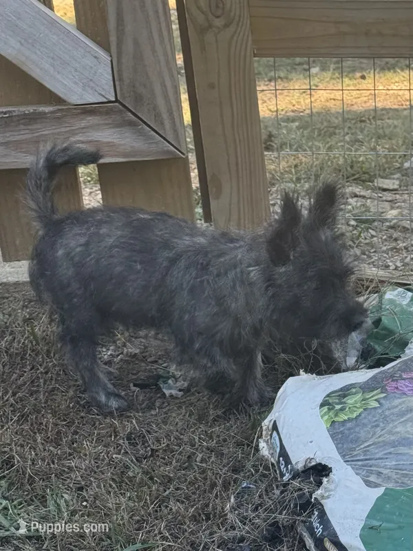 Crewson – Cairn Terrier puppy for sale in Norman, AR