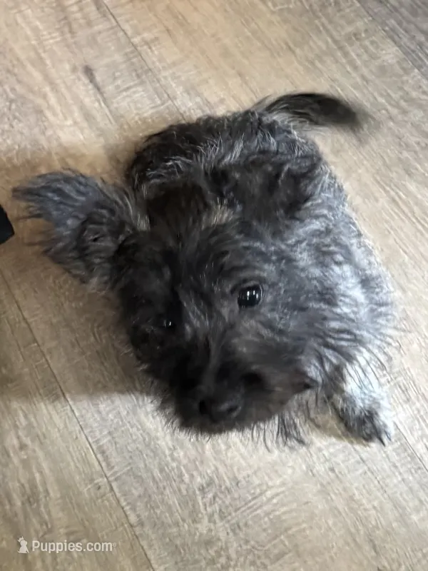 Ava – Cairn Terrier puppy for sale in Norman, AR