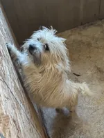 Lance, a male Cairn Terrier for sale in Norman, AR – 5 of 9