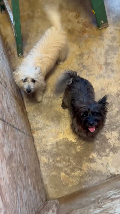 Lance, a male Cairn Terrier for sale in Norman, AR – 6 of 9