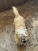 Lance, a male Cairn Terrier for sale in Norman, AR – 9 of 9