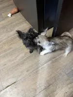 Ava, a male Cairn Terrier for sale in Norman, AR – 5 of 7