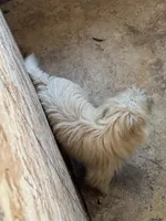 Lance, a male Cairn Terrier for sale in Norman, AR – 7 of 9