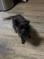 Ava, a male Cairn Terrier for sale in Norman, AR – 4 of 7