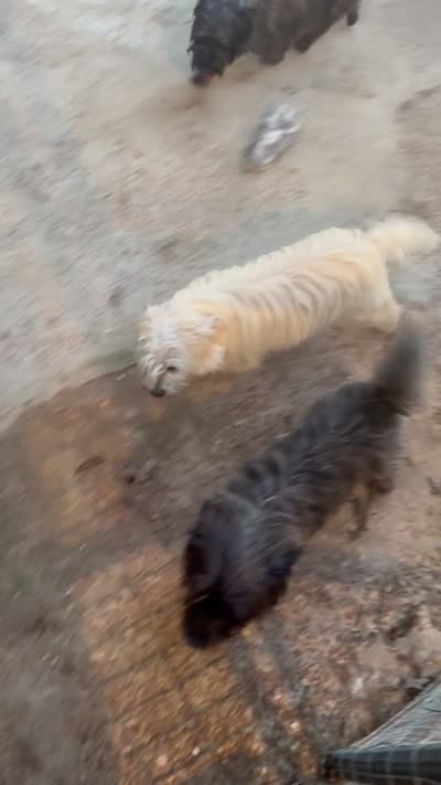 Lance, a male Cairn Terrier for sale in Norman, AR – 8 of 9