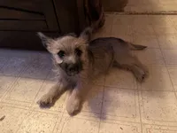 Ava, a female Cairn Terrier for sale in Norman, AR – 4 of 7