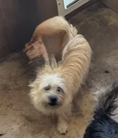 Lance, a male Cairn Terrier for sale in Norman, AR – 2 of 9