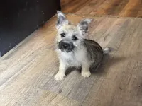 Ava, a female Cairn Terrier for sale in Norman, AR – 1 of 7