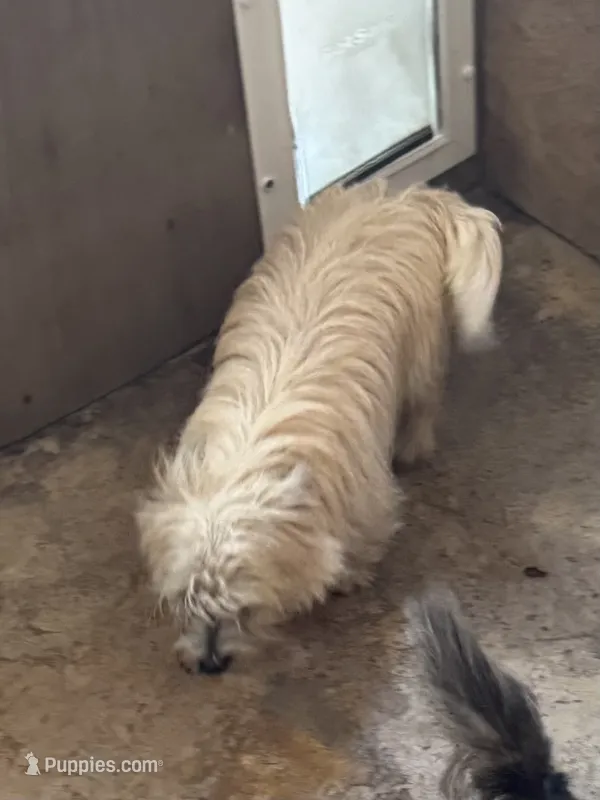 Lance – Cairn Terrier puppy for sale in Norman, AR