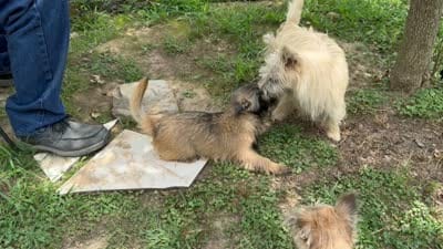 Lance, a male Cairn Terrier for sale in Norman, AR – 4 of 9