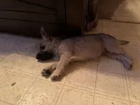 Ava, a female Cairn Terrier for sale in Norman, AR – 7 of 7