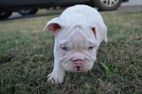 Ghost, a male English Bulldog for sale in Denton, TX – 7 of 10