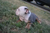Scar, a male English Bulldog for sale in Denton, TX – 9 of 10
