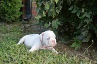 Skye, a female English Bulldog for sale in Denton, TX – 3 of 10
