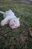Ghost, a male English Bulldog for sale in Denton, TX – 6 of 10