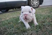 Ghost, a male English Bulldog for sale in Denton, TX – 8 of 10