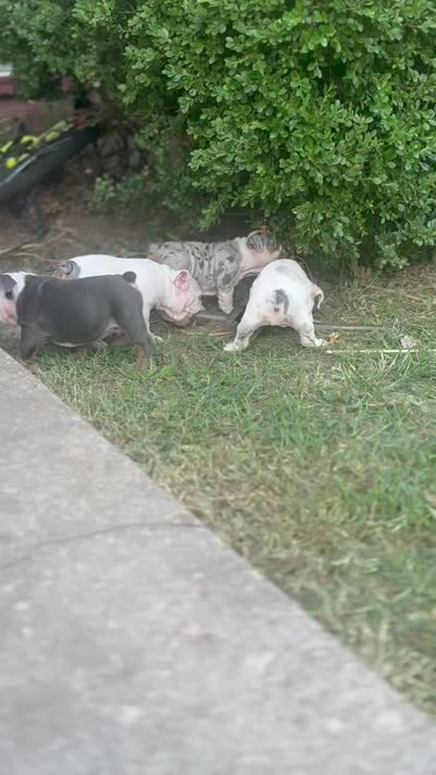 Skye, a female English Bulldog for sale in Denton, TX – 10 of 10