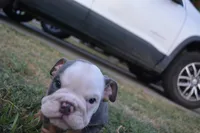 Scar, a male English Bulldog for sale in Denton, TX – 7 of 10