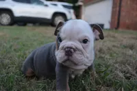 Scar, a male English Bulldog for sale in Denton, TX – 4 of 10