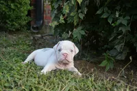 Skye, a female English Bulldog for sale in Denton, TX – 4 of 10