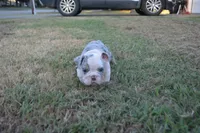 Butterfly , a female English Bulldog for sale in Denton, TX – 7 of 10