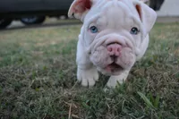 Ghost, a male English Bulldog for sale in Denton, TX – 2 of 10