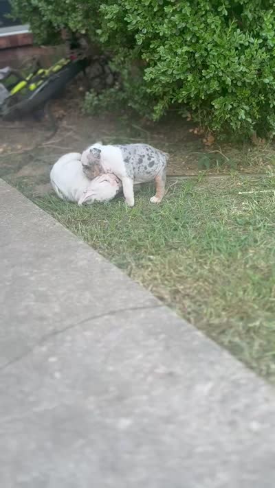Butterfly , a female English Bulldog for sale in Denton, TX – 9 of 10