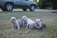 Butterfly , a female English Bulldog for sale in Denton, TX – 5 of 10