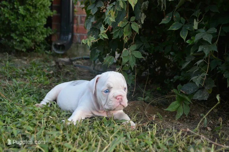 Skye – English Bulldog puppy for sale in Denton, TX
