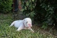 Skye, a female English Bulldog for sale in Denton, TX – 1 of 10