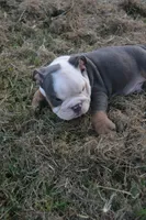 Scar, a male English Bulldog for sale in Denton, TX – 6 of 10