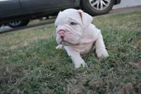 Ghost, a male English Bulldog for sale in Denton, TX – 5 of 10