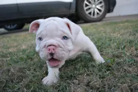 Ghost, a male English Bulldog for sale in Denton, TX – 1 of 10