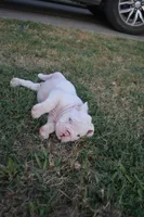 Ghost, a male English Bulldog for sale in Denton, TX – 9 of 10