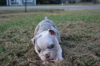 Butterfly , a female English Bulldog for sale in Denton, TX – 3 of 10